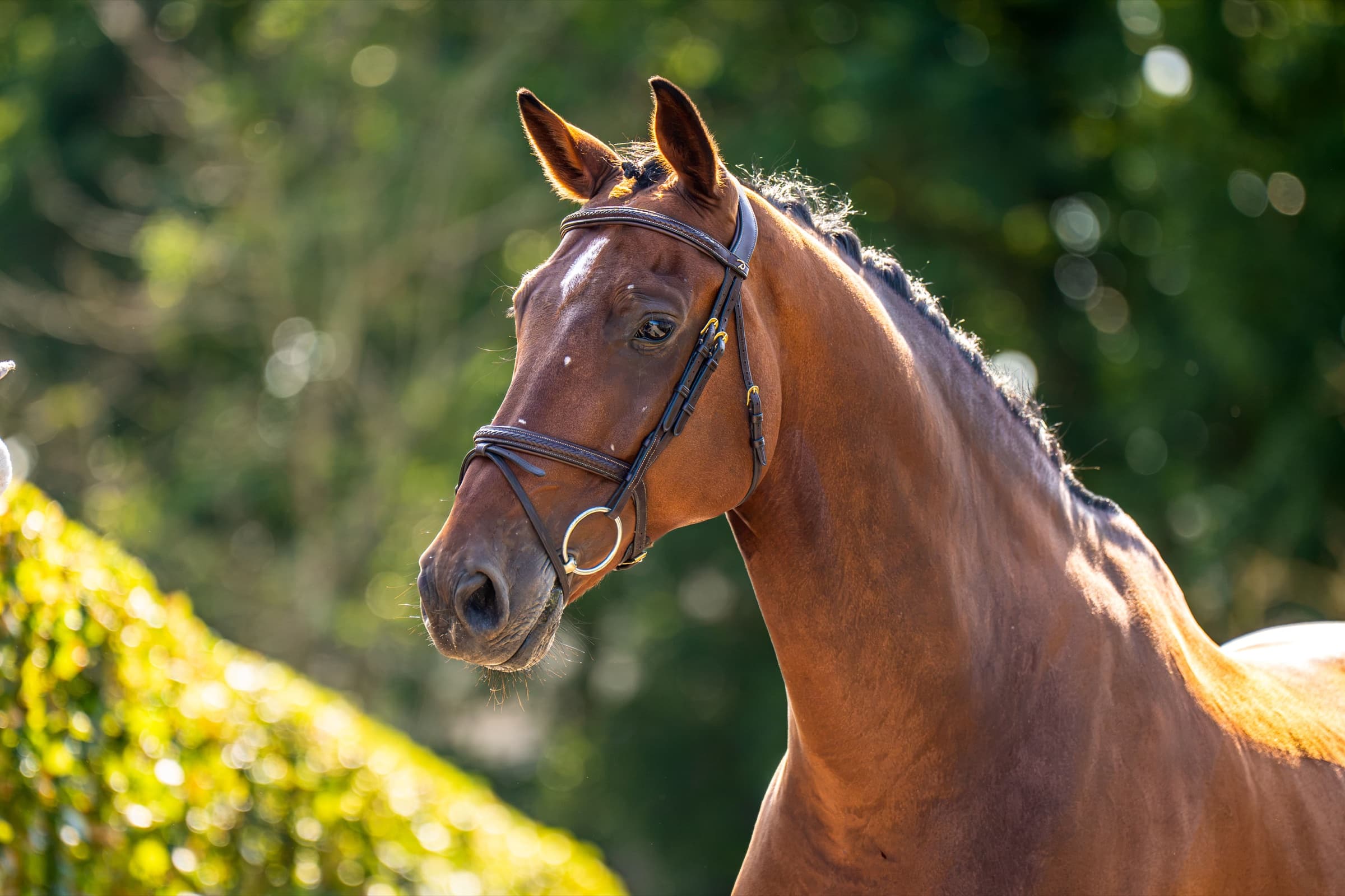 LAMBORGHINI horse profile