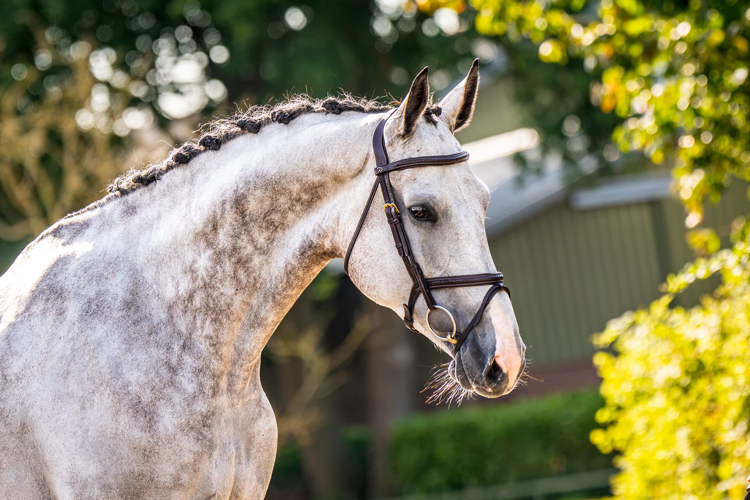 OLIVA VDW horse profile