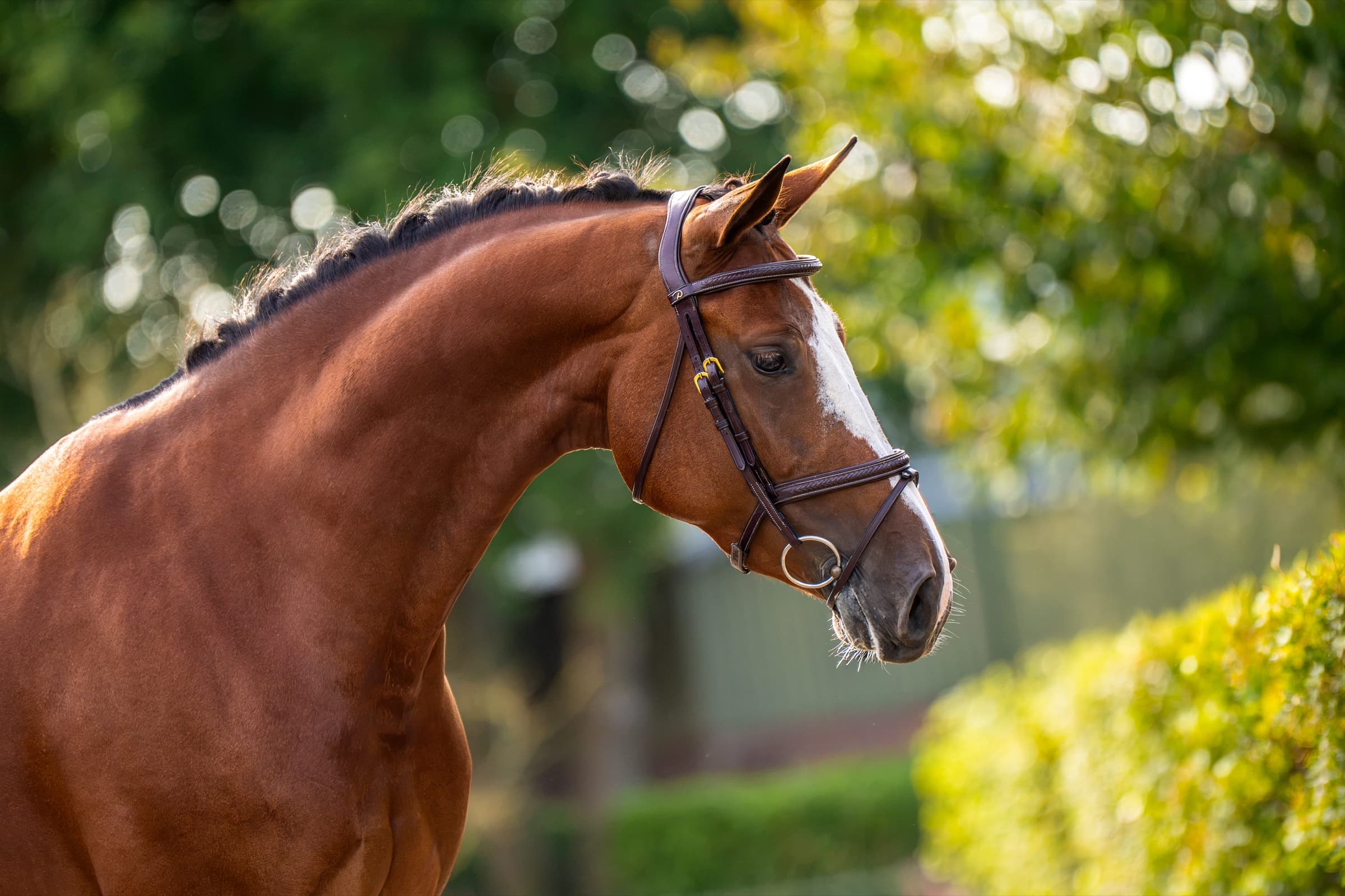 RANONKEL horse profile